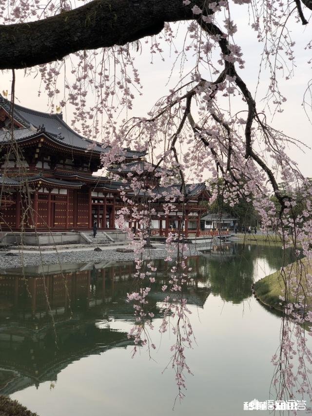 春季日本赏樱,如何将樱花带回家