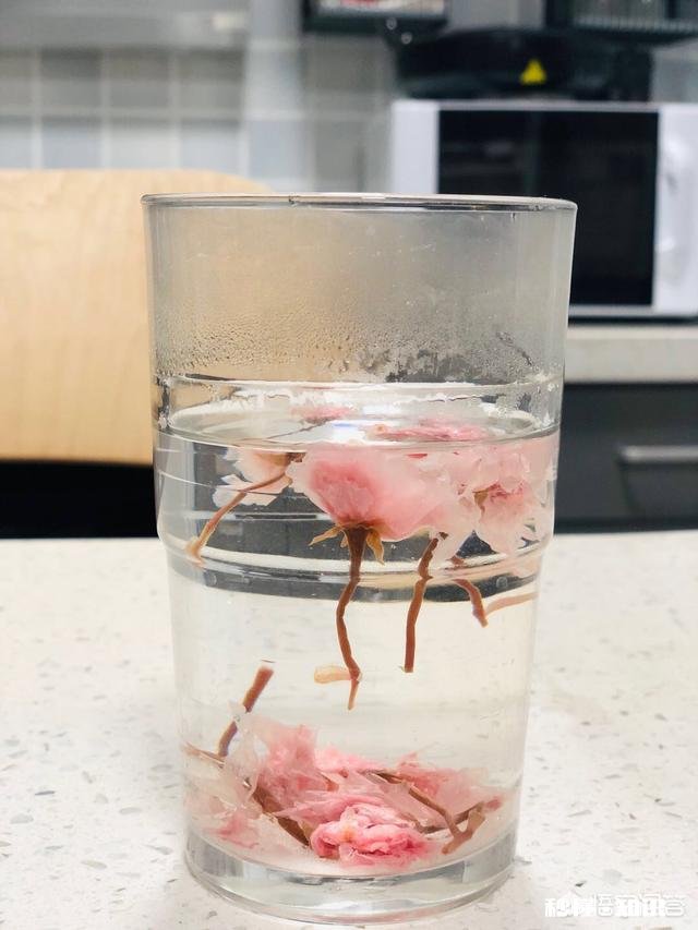 春季日本赏樱,如何将樱花带回家