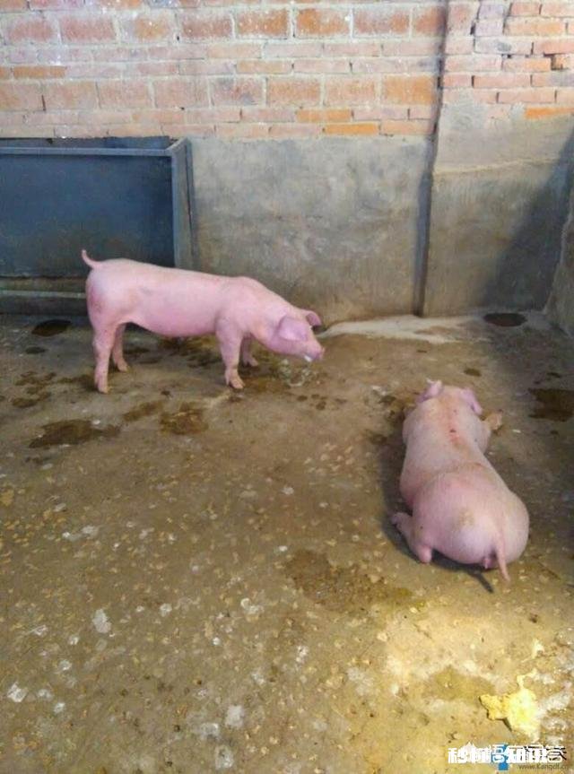 猪瘟这么厉害,为什么还有人养呢