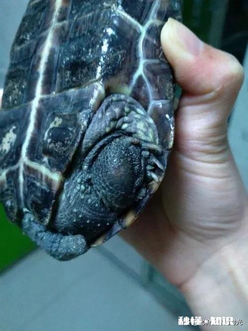 乌龟脚上长了肉球,怎么去除