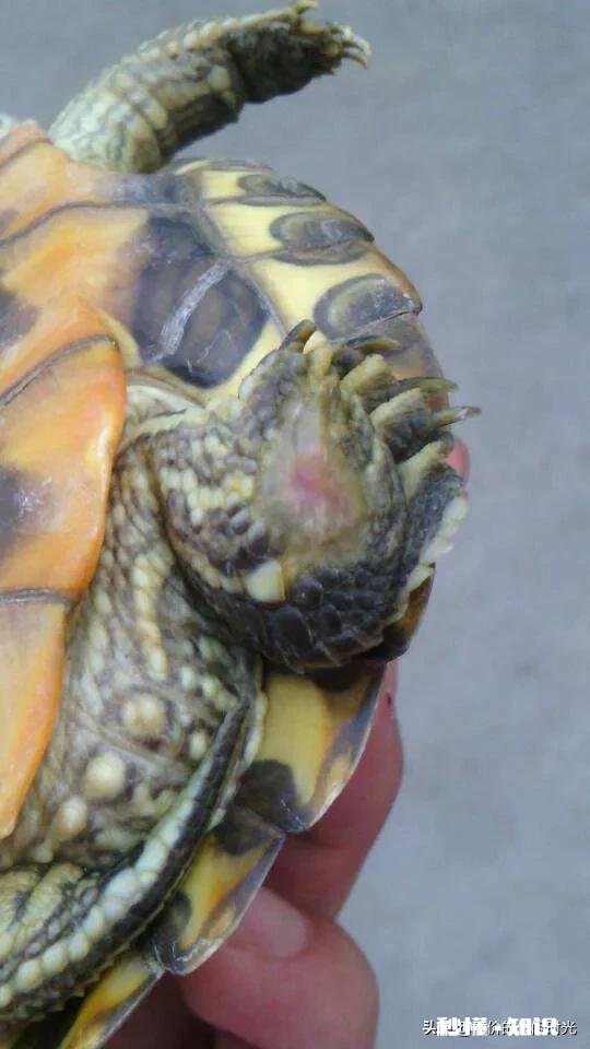 乌龟脚上长了肉球,怎么去除