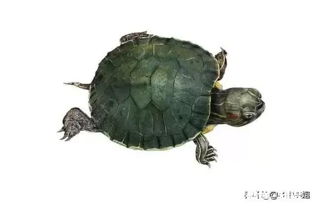 乌龟脚上长了肉球,怎么去除