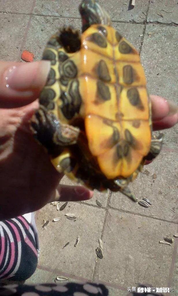 乌龟脚上长了肉球,怎么去除