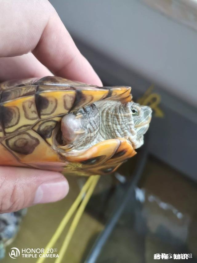 乌龟脚上长了肉球,怎么去除