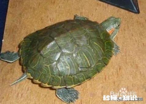 乌龟脚上长了肉球,怎么去除