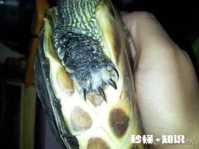 乌龟脚上长了肉球,怎么去除