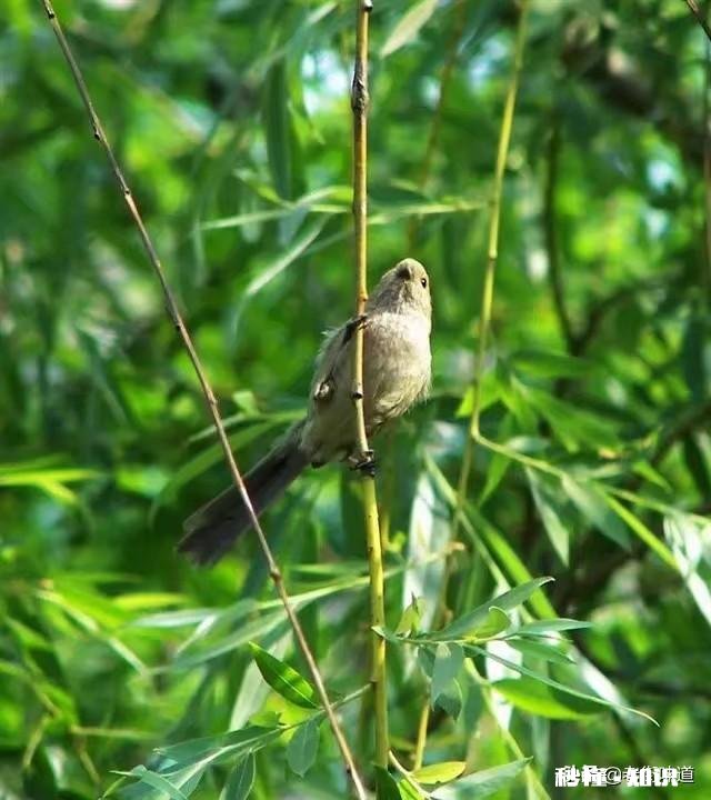 王维的《鸟鸣涧》格律有没有问题