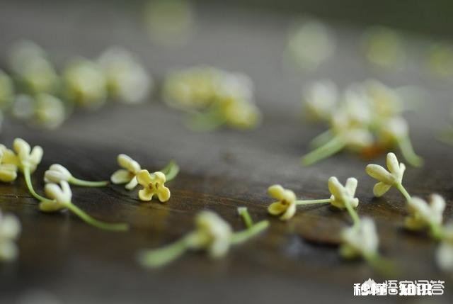 王维的《鸟鸣涧》格律有没有问题