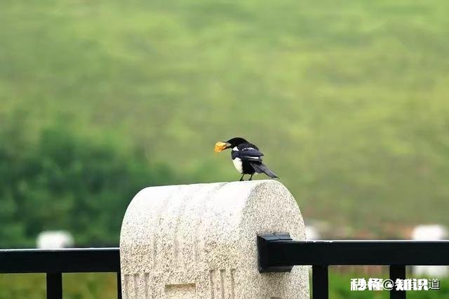 王维的《鸟鸣涧》格律有没有问题