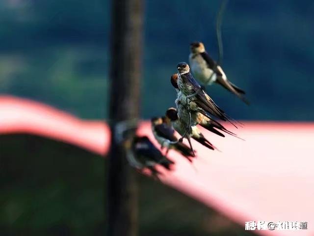 王维的《鸟鸣涧》格律有没有问题