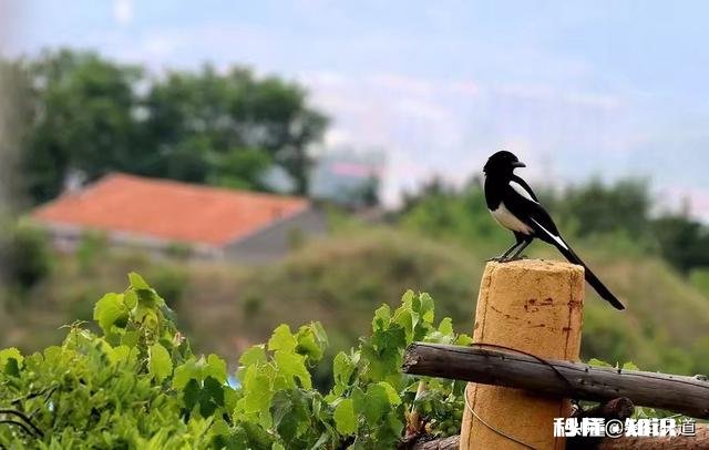 王维的《鸟鸣涧》格律有没有问题