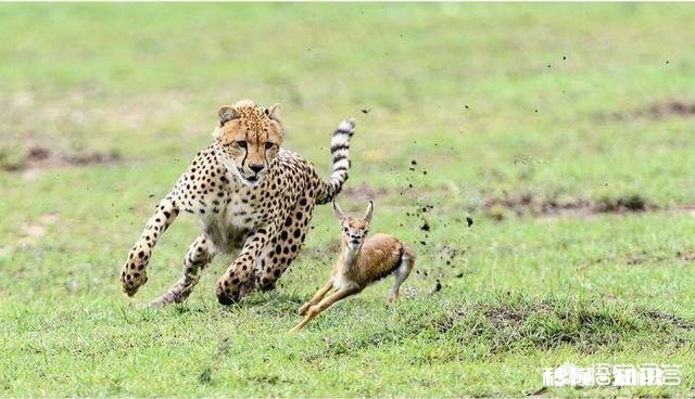 是什么样的进化导致生物器官几乎都朝着偶数对称方向发展