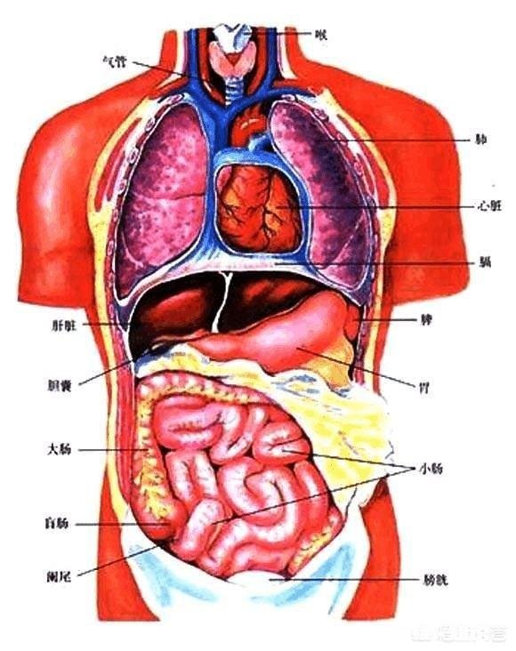 是什么样的进化导致生物器官几乎都朝着偶数对称方向发展