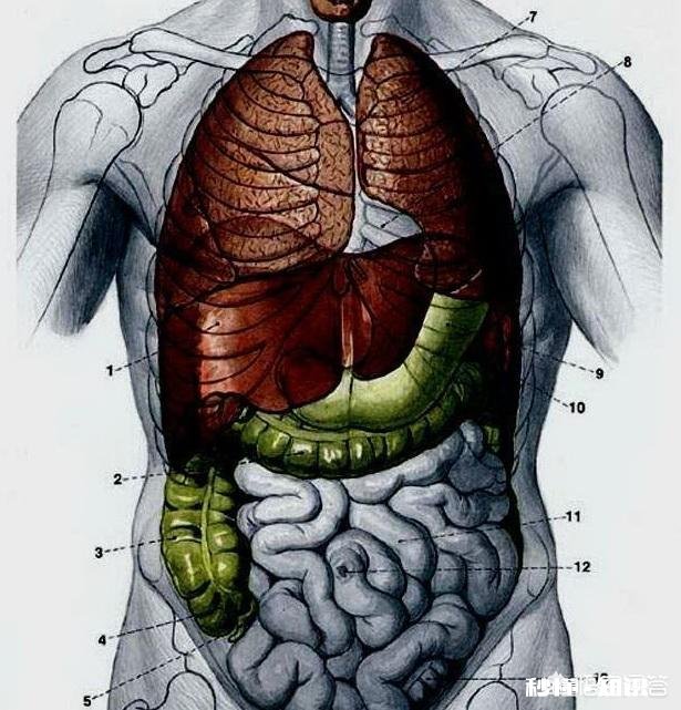 是什么样的进化导致生物器官几乎都朝着偶数对称方向发展