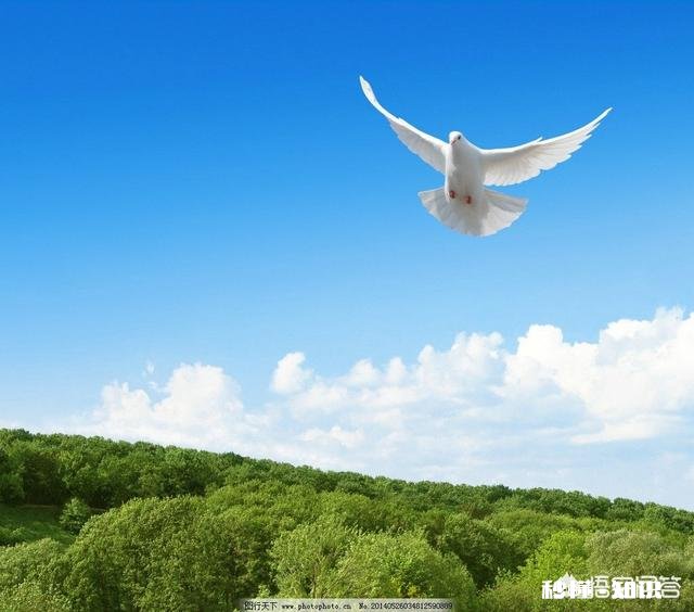 是什么样的进化导致生物器官几乎都朝着偶数对称方向发展