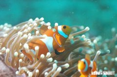 是什么样的进化导致生物器官几乎都朝着偶数对称方向发展