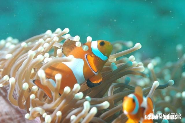 是什么样的进化导致生物器官几乎都朝着偶数对称方向发展