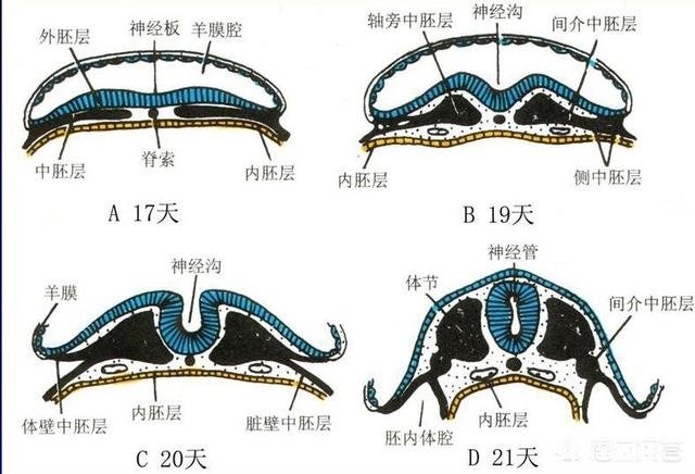 是什么样的进化导致生物器官几乎都朝着偶数对称方向发展
