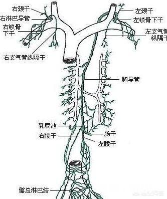 是什么样的进化导致生物器官几乎都朝着偶数对称方向发展