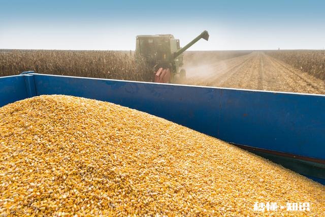 年前，玉米还能涨钱吗