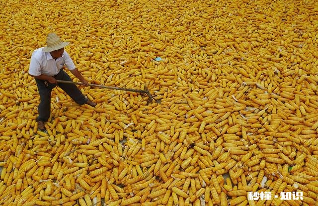 年前，玉米还能涨钱吗