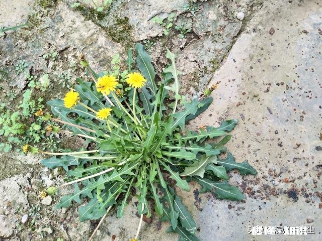 用一句话来形容头条己经融入了你的生活中，可以吗