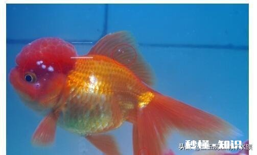 泰狮头上有白点是怎么回事