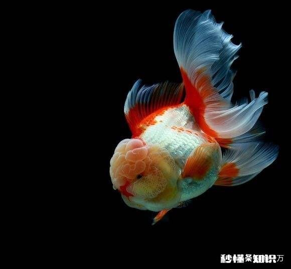 泰狮头上有白点是怎么回事