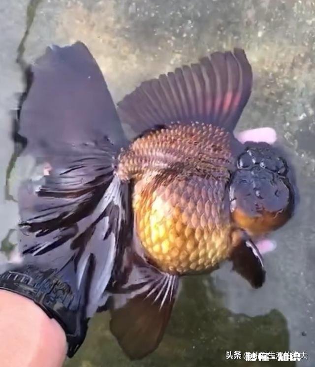 泰狮头上有白点是怎么回事