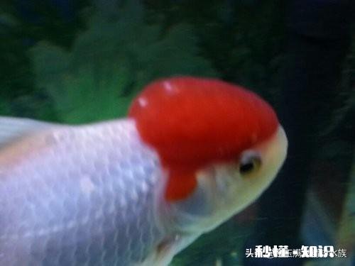 泰狮头上有白点是怎么回事