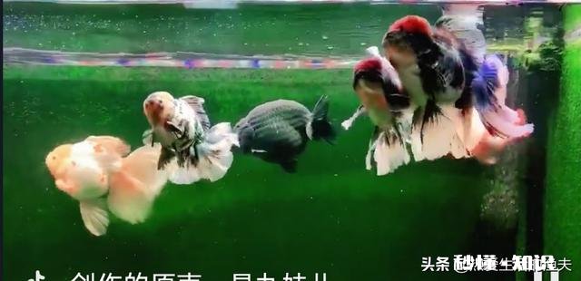 泰狮头上有白点是怎么回事