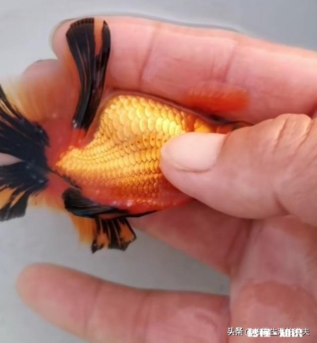 泰狮头上有白点是怎么回事