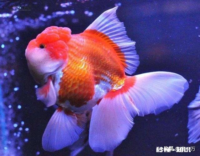 泰狮头上有白点是怎么回事