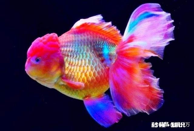 泰狮头上有白点是怎么回事