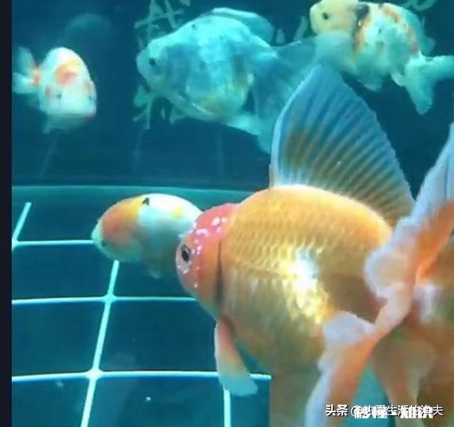 泰狮头上有白点是怎么回事