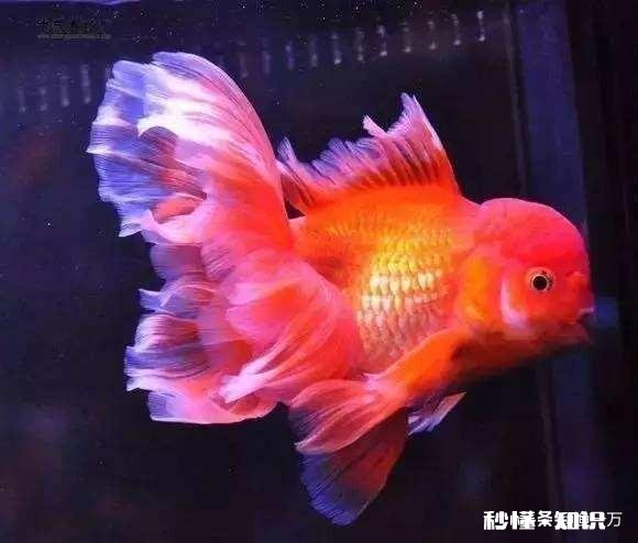 泰狮头上有白点是怎么回事