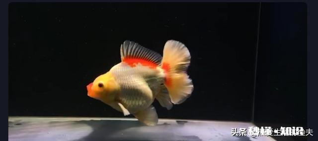 泰狮头上有白点是怎么回事