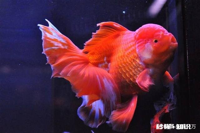 泰狮头上有白点是怎么回事