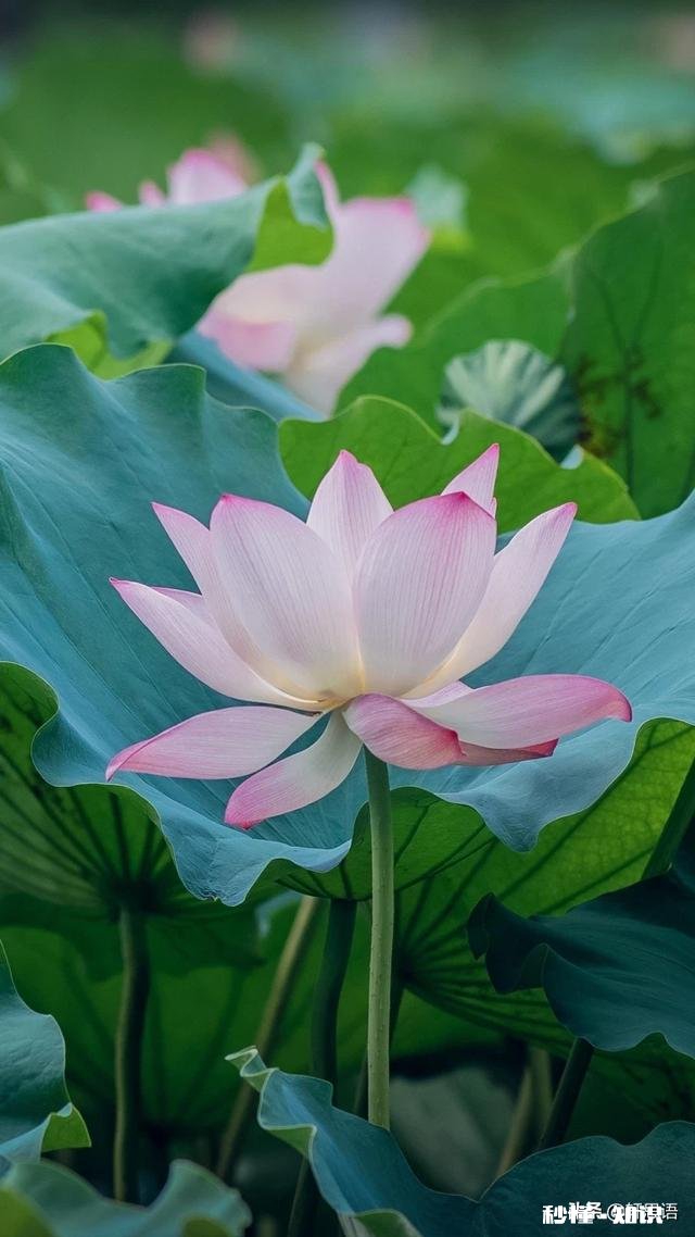 为什么有的人很喜欢在我面前说别人的不是讨厌负能量