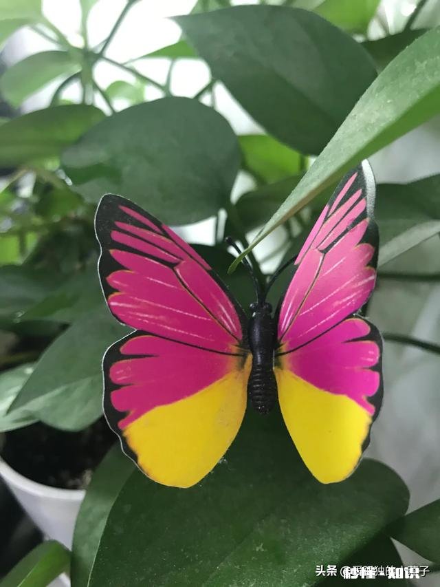 天天发心灵鸡汤，你活成你想要的样子了吗