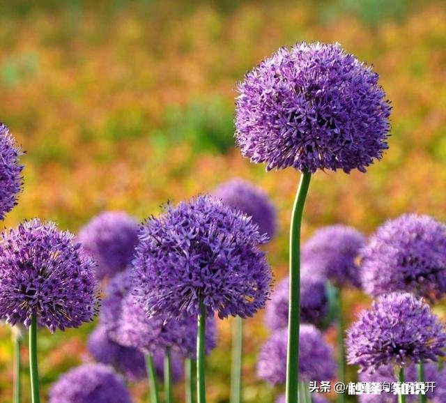 男人没本事，嘴碎，整天脾气还傻大我该怎么办