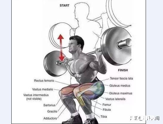 经常做深蹲和经常做俯卧撑的人,他们的身体素质是有区别的