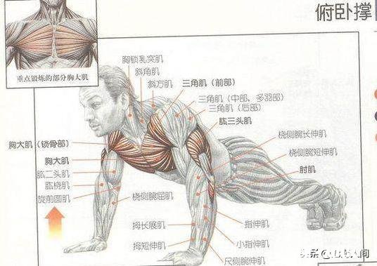 经常做深蹲和经常做俯卧撑的人,他们的身体素质是有区别的