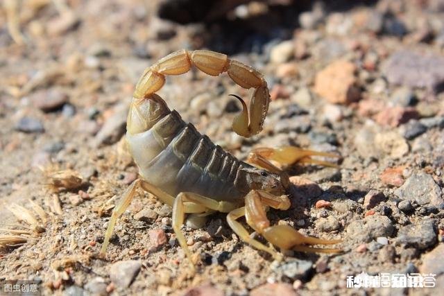 农村的什么地方蝎子多