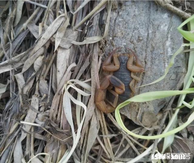 农村的什么地方蝎子多