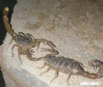 农村的什么地方蝎子多