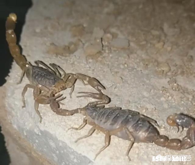 农村的什么地方蝎子多