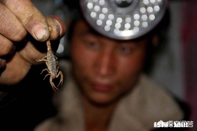 农村的什么地方蝎子多