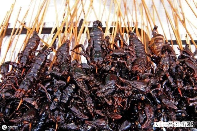 农村的什么地方蝎子多