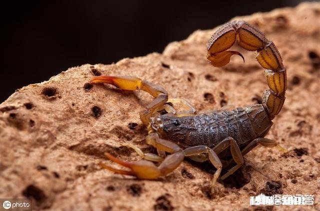 农村的什么地方蝎子多